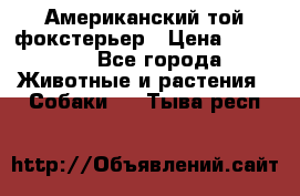 Американский той фокстерьер › Цена ­ 25 000 - Все города Животные и растения » Собаки   . Тыва респ.